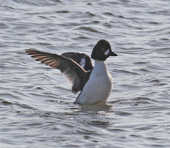 Bucephala clangula × islandica
