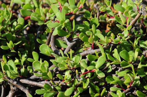 Sesuvium edmonstonei Hook.fil.