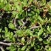Galápagos Carpet - Photo (c) Vince Smith, some rights reserved (CC BY)
