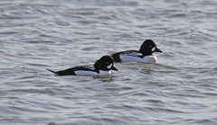 Bucephala clangula × islandica