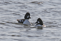 Bucephala clangula × islandica