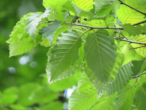 Betula grossa, photograph 2