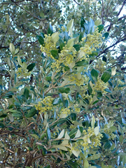 Olearia traversiorum