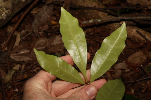Image of Acradenia euodiiformis by (c) Greg Tasney, some rights reserved (CC BY-SA)