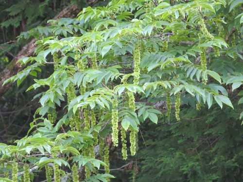 Image of Pterocarya rhoifolia by (c) Marco Mussita, some rights reserved (CC BY)