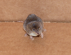 Sorex vagrans