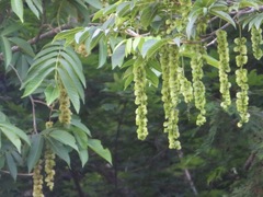 Pterocarya rhoifolia, photograph (c) Marco Mussita, some rights reserved (CC BY)