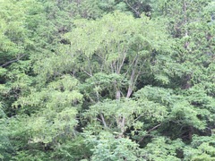 Pterocarya rhoifolia, photograph (c) Marco Mussita, some rights reserved (CC BY)