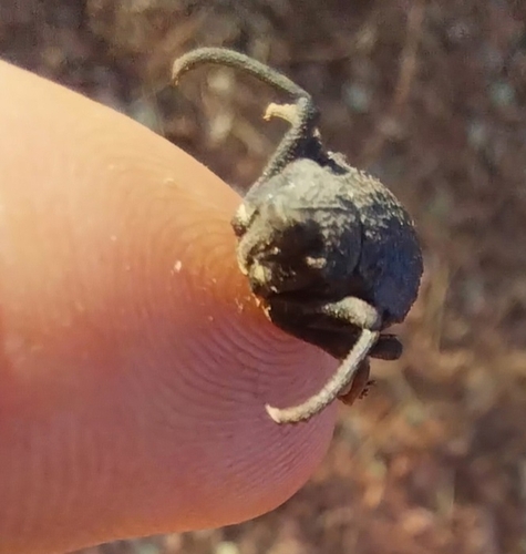 Tentegia