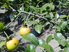 Diospyros palmeri
