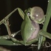 Chinese Immaculate Treefrog - Photo (c) llareta, some rights reserved (CC BY-NC)