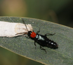 Carphurus cyanopterus