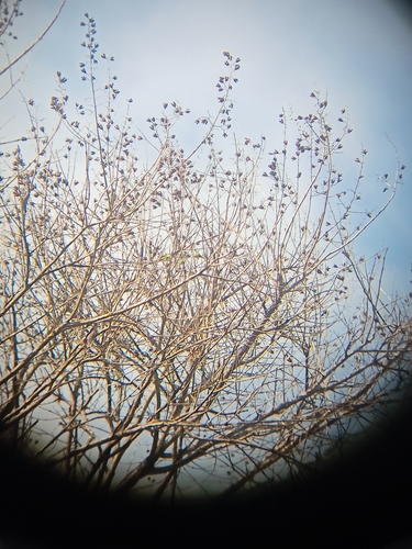 Image of Lagerstroemia Hypoleuca (Lagerstroemia hypoleuca) by (c) Rama Narayanan, some rights reserved (CC BY)