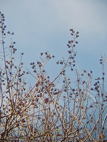 Image of Lagerstroemia Hypoleuca (Lagerstroemia hypoleuca) by (c) Rama Narayanan, some rights reserved (CC BY)