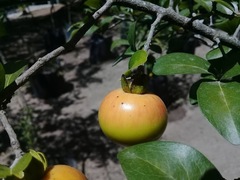 Diospyros palmeri