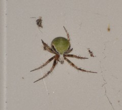 Araneus detrimentosus