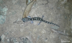 Coleonyx mitratus