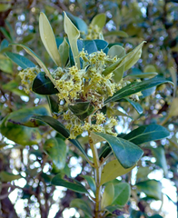 Olearia traversiorum