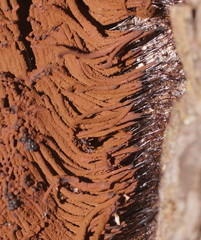 Stemonitis axifera