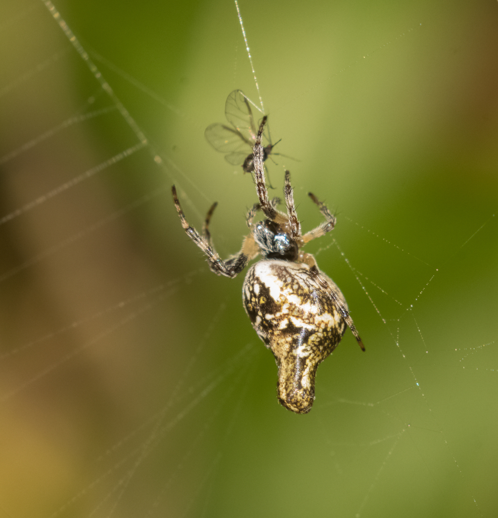 Conical Trashline Orbweaver from Los Angeles County, CA, USA on June 14 ...