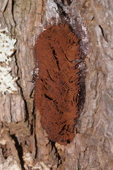 Stemonitis axifera