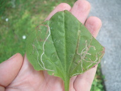 Phytomyza plantaginis