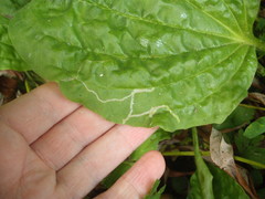 Phytomyza plantaginis