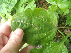 Phytomyza plantaginis