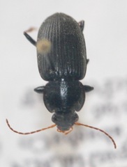 Amphasia sericea
