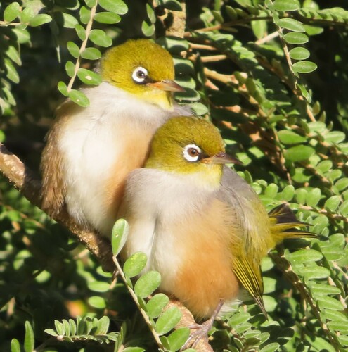 Silvereye, Otatara 9879, New Zealand, photo 8 of 10
