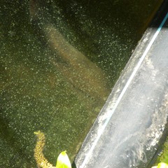 Anguilla dieffenbachii