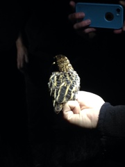 Coturnicops noveboracensis