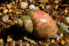 Phasianella ventricosa