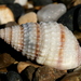 Red-banded Dogwhelk - Photo (c) Alan Melville, some rights reserved (CC BY-NC-ND), uploaded by Alan Melville