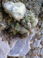 Aztekium valdezii