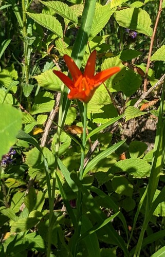 Lilium concolor, photograph 6