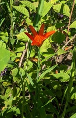 Lilium concolor, photograph (c) Repina Tatyana, some rights reserved (CC BY)