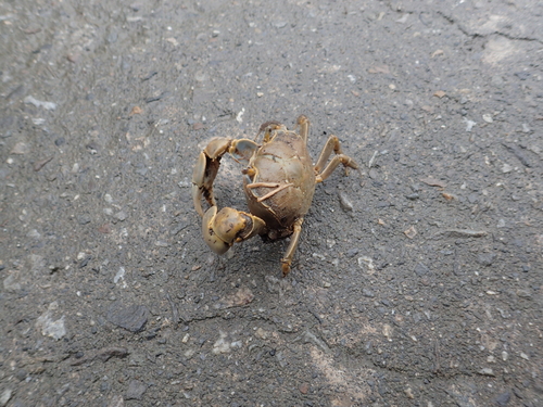 Chasmagnathus convexus