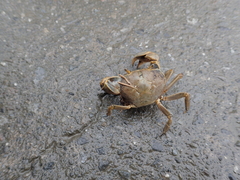 Chasmagnathus convexus