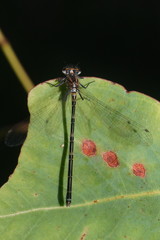 Austrocoenagrion lyelli