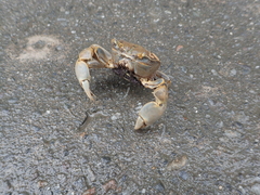 Chasmagnathus convexus