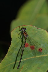 Austrocoenagrion lyelli