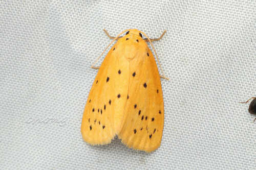 Stigmatophora flava