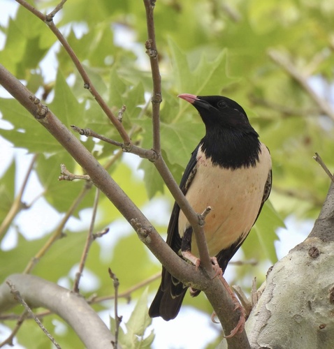 Rosy Starling, Δραμα, Ανατολικής Μακεδονίας και Θράκης, GR, photo 10 of 10