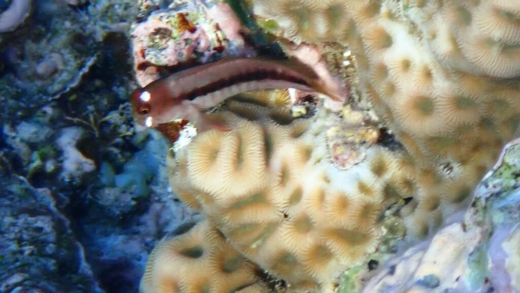 Barred blenny