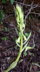 Eulophia plantaginea image