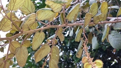 Gouania phillipsonii