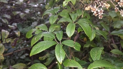 Rubus malagassus image