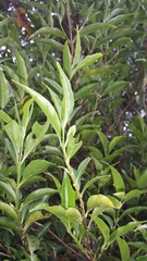 Tricalysia analamazaotrensis