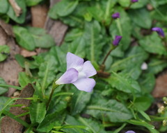 Mazus pumilio